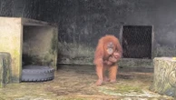 Dunia Konservasi Berbahagia, Bayi Orang Utan Lahir di Kasang Kulim, Riau