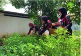 Dukung Ketahanan Pangan, Warga Binaan Lapas Kelas IIA Tangerang Lakukan Budi Daya Ginseng