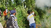 Tim Gabungan Operasi Penindakan Narkotika Musnahkan 69 Ton Ganja di Aceh Utara