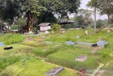 Pemakaman Penuh, Tiga Jenazah Ditumpuk Satu Liang