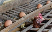 Studi Terbaru Menemukan Salmonella Ada di Dalam Telur yang Dijual Supermarket 
