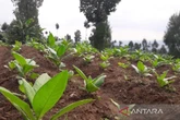 Politikus Gerindra Minta PP yang Memberatkan Petani Tembakau Segera Dievaluasi