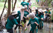 Peringati Hari Pohon Sedunia, MSGLOW Beauty Tanam Mangrove di PIK 