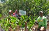 Lestarikan Bangau Bluwok, Pertamina Patra Niaga Regional JBB Tanam 3.750 Mangrove di Pulau Rambut