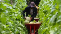 Produksi Melon Menurun, Petani di Jatim Keluhkan Cuaca dan Penyakit Tanaman