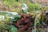 Orangutan Ditemukan Mati di Kayong, Ada Luka di Punggung