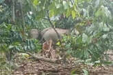 Kawanan Gajah Liar Merusak Kebun Kopi Milik Warga di Lampung Barat