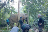 Seekor Gajah Sumatra Ditemukan dalam Kondisi Terluka di Aceh Timur