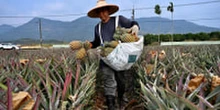 Pressure and pineapple wars: Taiwan fears quieter Chinese threat as U.S. warns of invasion