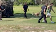 Escaped kangaroo dragged by its tail after being wrangled by cops