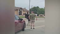 Runaway ostrich halts traffic on busy road in South Dakota