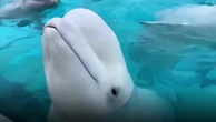 Aquarium warns 30 whales could be euthanised without financial aid