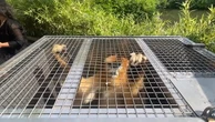 Three golden monkeys arrive by special convoy at Belgian zoo