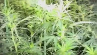Watch: £1m cannabis factory found in town’s old Woolworths store
