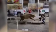Rodeo bull rampages through grounds after flipping bystander