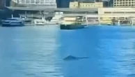 Humpback whale in Sydney Harbour treats commuters to a surprise