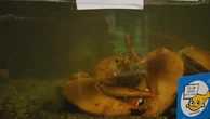 ‘One-in-30 million’ lobster returns to sea after ending up in store