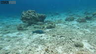 Trumpetfish plays ‘hide-and-seek’ to hunt prey