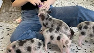 Kyiv piglet cafe provides rare moment of calm for residents