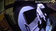Family of raccoons rescued from wood-burning stove