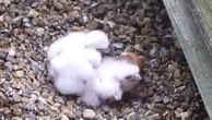 Cathedral peregrine falcons welcome new chicks after nest destroyed