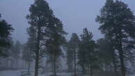 Freezing fog obscures forest amid wintry scene in Colorado