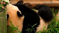 South Korea’s beloved giant panda twin cubs celebrate first birthday