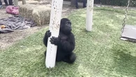 Gorilla rescued from plane cargo rests in Turkey ahead of return home