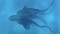 Leopard Shark trio captured mating in wild for first time