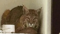 Homeowner unimpressed with cop’s attempt to get bobcat out of house