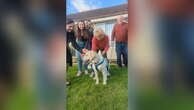 Moment family reunited with pet dog eights year after she was stolen