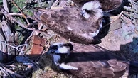 Watch ‘very rare’ love triangle between osprey birds in Scotland