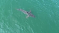 Fisherman’s drone captures rare 10-foot shark near Maine beach