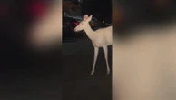 Rare albino deer spotted wandering through town