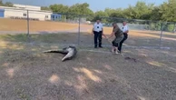Children arrive at Florida preschool to find alligator in parking lot
