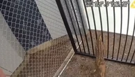 Police discover fawn trying to break into jail in Georgia
