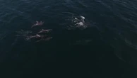 Dolphins join bathers enjoying sun as UK enters its fourth heatwave