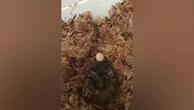 Mystery solved as carnivorous snail filmed laying an egg from its neck