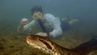 Watch: World’s biggest snake measuring 26ft-long found in Amazon