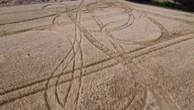 British farmer’s year-long wheat crop destroyed by vandals