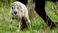 Watch: Rare white bison calf in Yellowstone National Park seen as omen