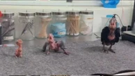Hear baby cockatoos find their voice