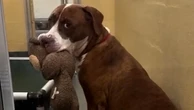 Shelter dog brings cuddly toys to everyone who walks past her kennel