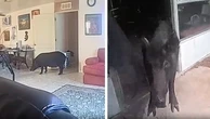 Wild boar charges sheriff’s deputy after being discovered in home