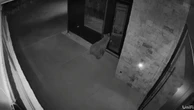 Moment bear uses door handle to walk into home