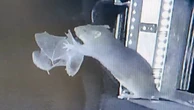 Moment rat bites bat mid-air in never-seen-before video