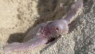 Rare moment baby albino turtle hatches right in front of beachgoers