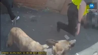 Watch: Rugby-playing police officer tackles and arrests wanted man