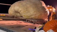 World’s largest pumpkin grown by English brothers smashes record