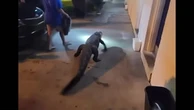 Alligator found outside Virginia motel after getting loose